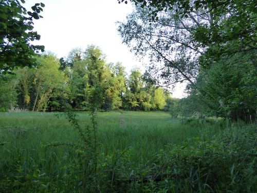 Photo water meadow - photo,