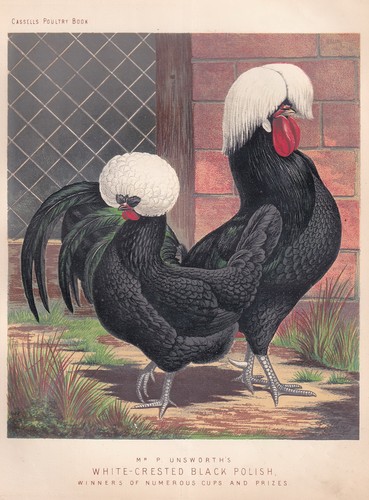 White crested black - white-crested, polish