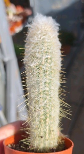 Espostoopsis dybowskii - dybowskii,