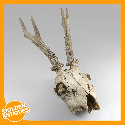Old vintage deer - old, roe-deer