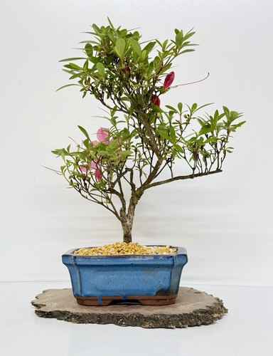 Way life bonsai - of,