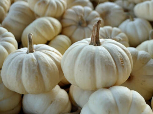 Pumpkin baby boo squash 5 - boo,