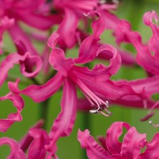 Nerine (Guernsey Lily)