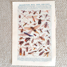 Antique Art Print Dragonfly Bees Ants Flies Bookplate Colour Illustration 1920s