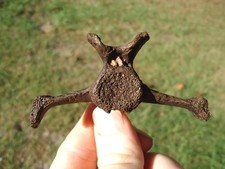 QUALITY LESSER GIANT ARMADILLO