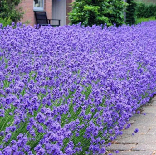 Lavender munstead english - 6,