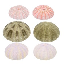 Pcs small sea urchins - urchins, fish
