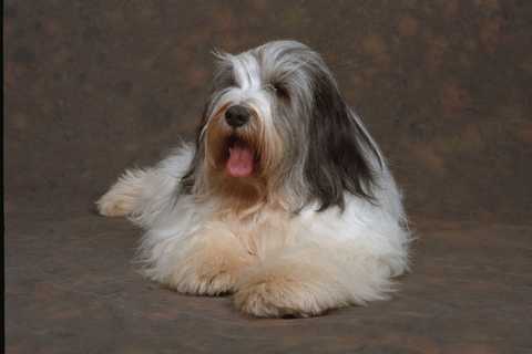 659036 polish lowland sheepdog - 659036,