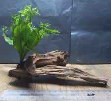 Java Fern Windelov on