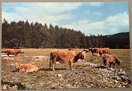 Highland cattle invercauld - at,