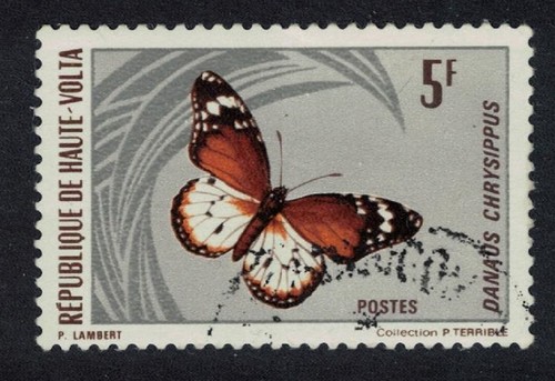 African monarch butterfly - african,