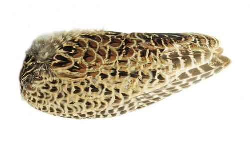 Hen pheasant ringneck whole - hen,