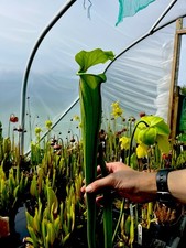 Sarracenia Asbo x Flava Strained (carnivorous pitcher plant)