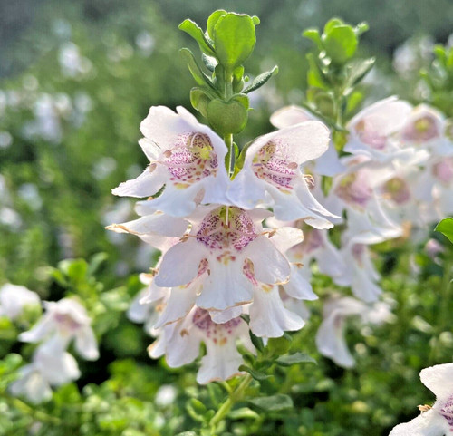 Prostanthera cuneata alpine - cuneata,
