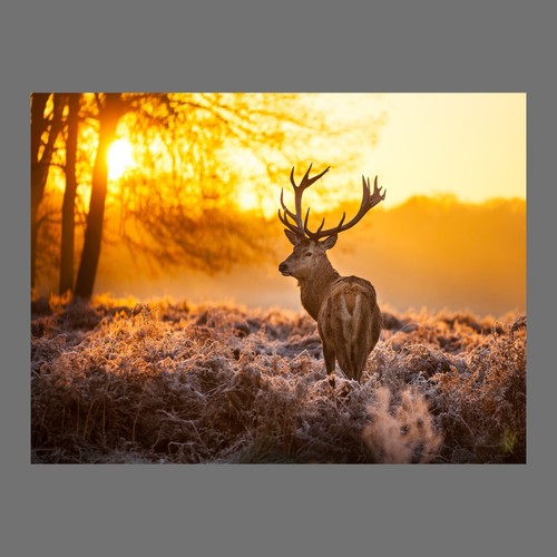 Canvas picture stag deer - picture,