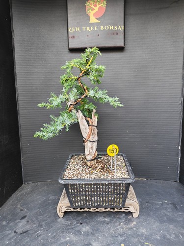 Tanuki needle juniper bonsai - tanuki,