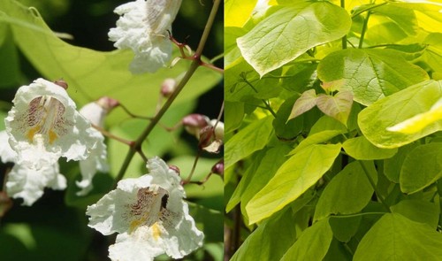 Catalpa aurea golden - catalpa,