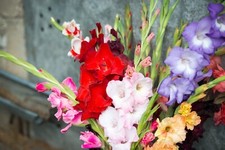 100 Gladioli Large Flowering