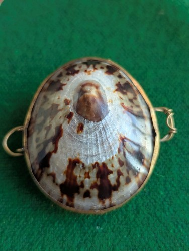 Vintage limpet shell - shell, pill
