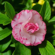 Camellia Margaret Davies in 3L