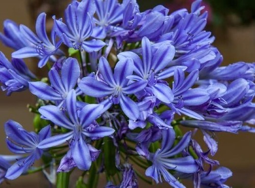 Agapanthus africanus big blue - africanus,