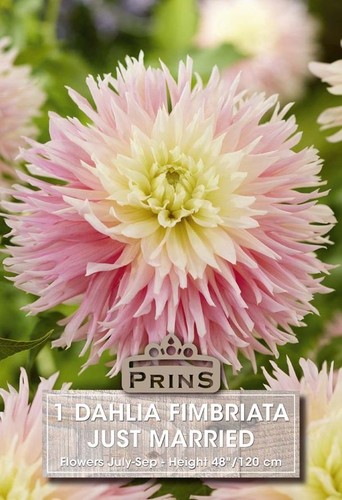 Dahlia fimbriata just - dahlia,