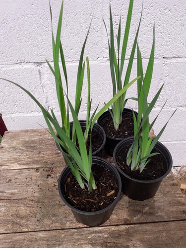 Siberian iris with - siberian, missing