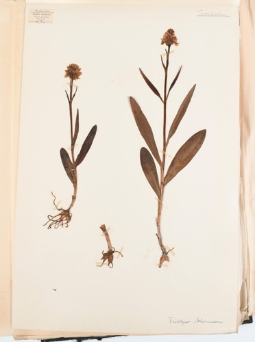 Antique european herbarium - antique,