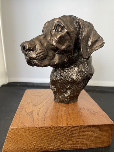 Elderley senior labrador - senior,