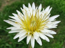 RARE Pack of 30 White & Yellow Dandelion seeds - Taraxacum albidum