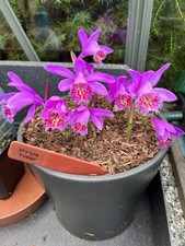Pleione Fuego In batches of