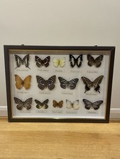 Set Of 14 Framed Butterflies