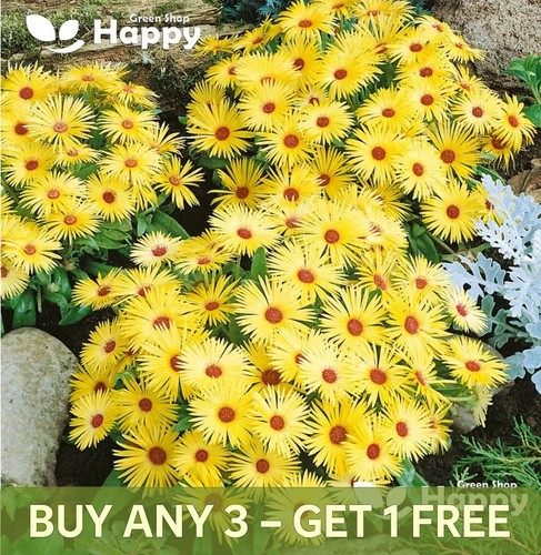 Livingstone daisy flower 600 - daisy,