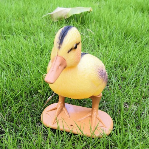 Floating duck ducklings - duck, pool