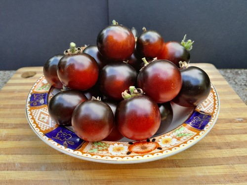 Micro dwarf tomato - micro,