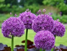 1-50 ALLIUM PURPLE SENSATION