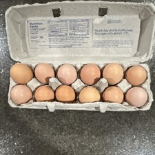 Black Jersey Giant Hatching