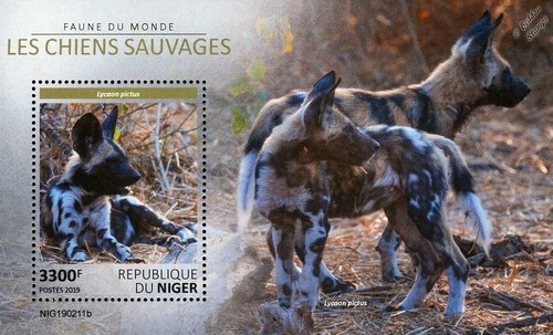 African wild dogs lycaon - african,
