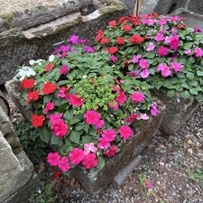 Antique 19th century carved