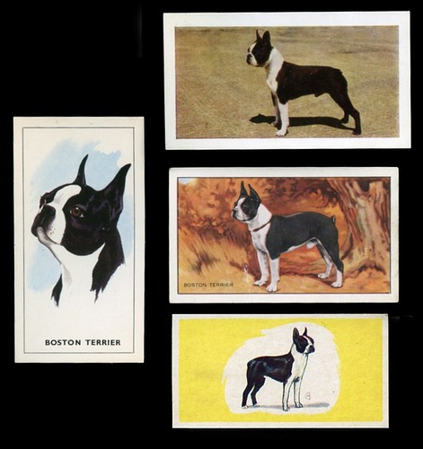 Boston terrier dog - boston,