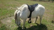 Equipride Bareback Riding Pad