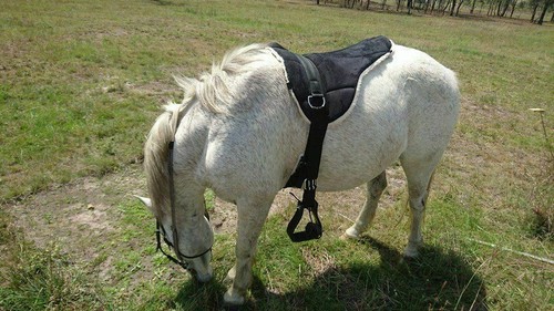 Equipride bareback riding pad - riding,