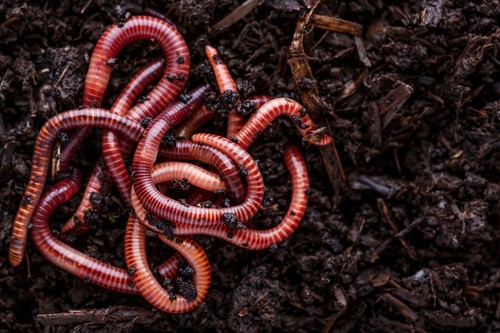 Red wiggler composting worms - wiggler,