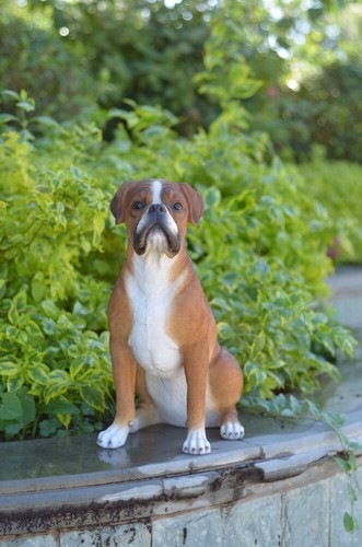 Sitting boxer dog - sitting,