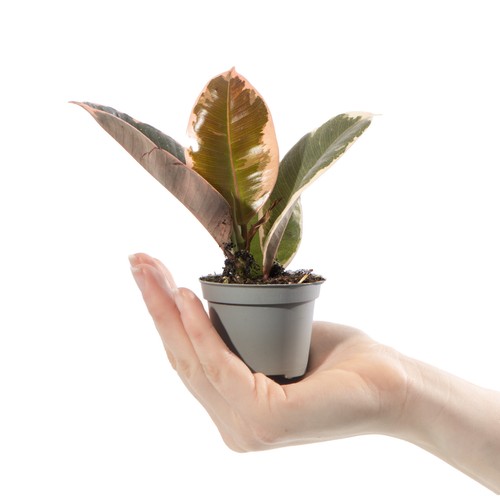 Baby rubber plant ficus tineke - plant,