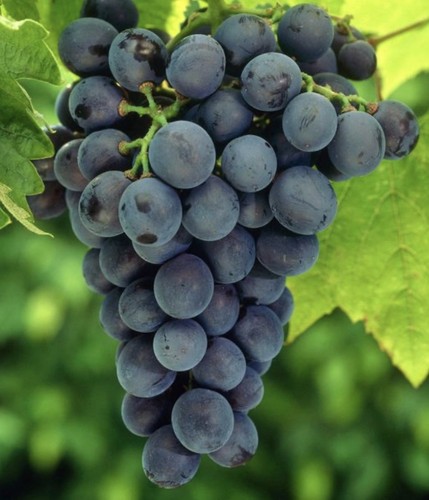 Vitis venuse seedless - venuse,