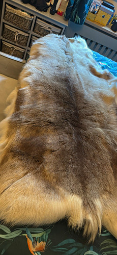 Reindeer hide brown cream - hide,