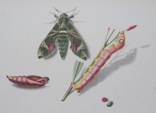 STOECKLIN  OLEANDER HAWK MOTH ORIGINAL 1943 LITHOGRAPHIC PRINT Stocklin