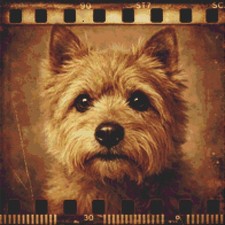 Norwich Terrier Puppy Dog