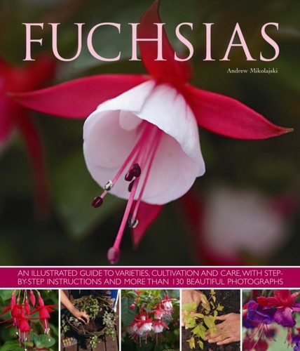 Fuchsias andrew mikolajski - fuchsias, by